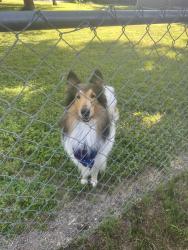 Reunited Male Dog last seen Florence Dr, Azle, TX 76020, USA, Azle, TX 76020