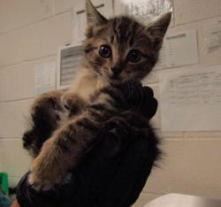 Shelter Stray Female Cat last seen Near Cross Cut Place, KNIGHTDALE, NC, 27545, Raleigh, NC 27610