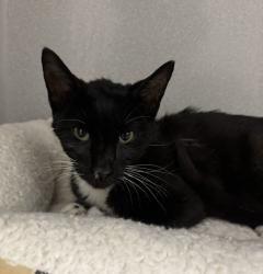 Shelter Stray Male Cat last seen Near E University Avenue, Pleasant Hill, IA, 50327, Des Moines, IA 50313