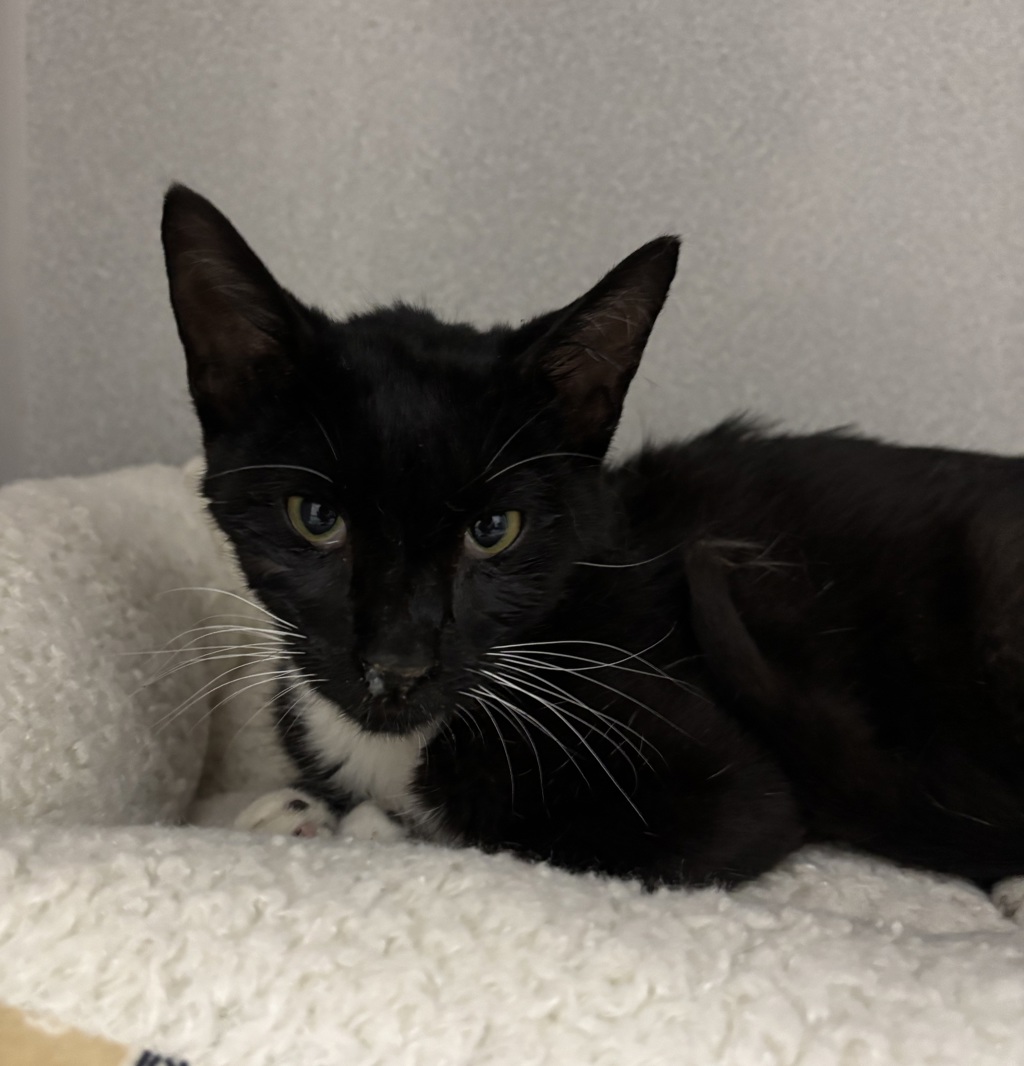 Shelter Stray Male Cat last seen Near E University Avenue, Pleasant Hill, IA, 50327, Des Moines, IA 50313
