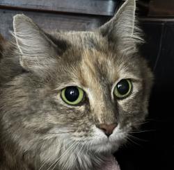 Shelter Stray Female Cat last seen Near NE 22nd Street, DES MOINES (Polk County), IA, 50313, Des Moines, IA 50313