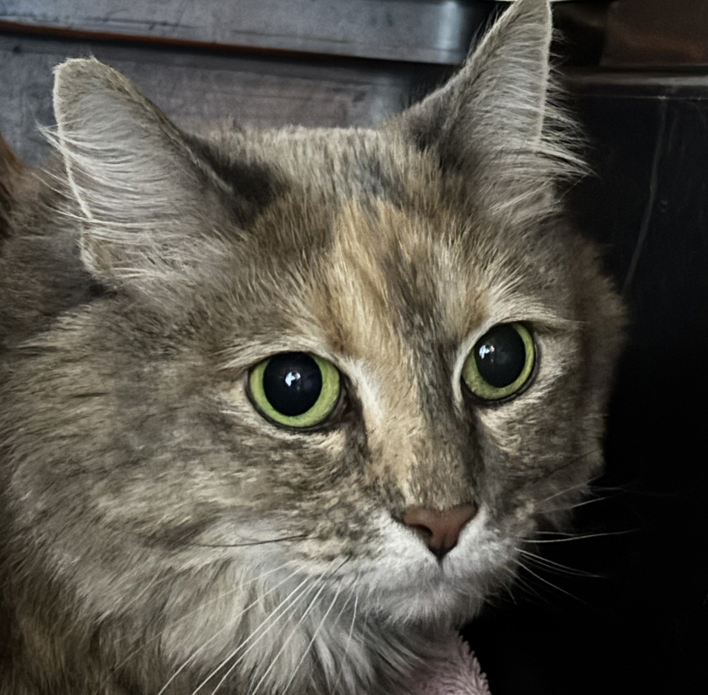 Shelter Stray Female Cat last seen Near NE 22nd Street, DES MOINES (Polk County), IA, 50313, Des Moines, IA 50313