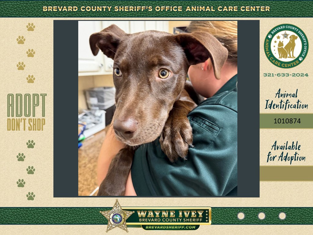 Shelter Stray Female Dog last seen Near Sherman Street SE, PALM BAY, FL, 32909, Melbourne, FL 32934
