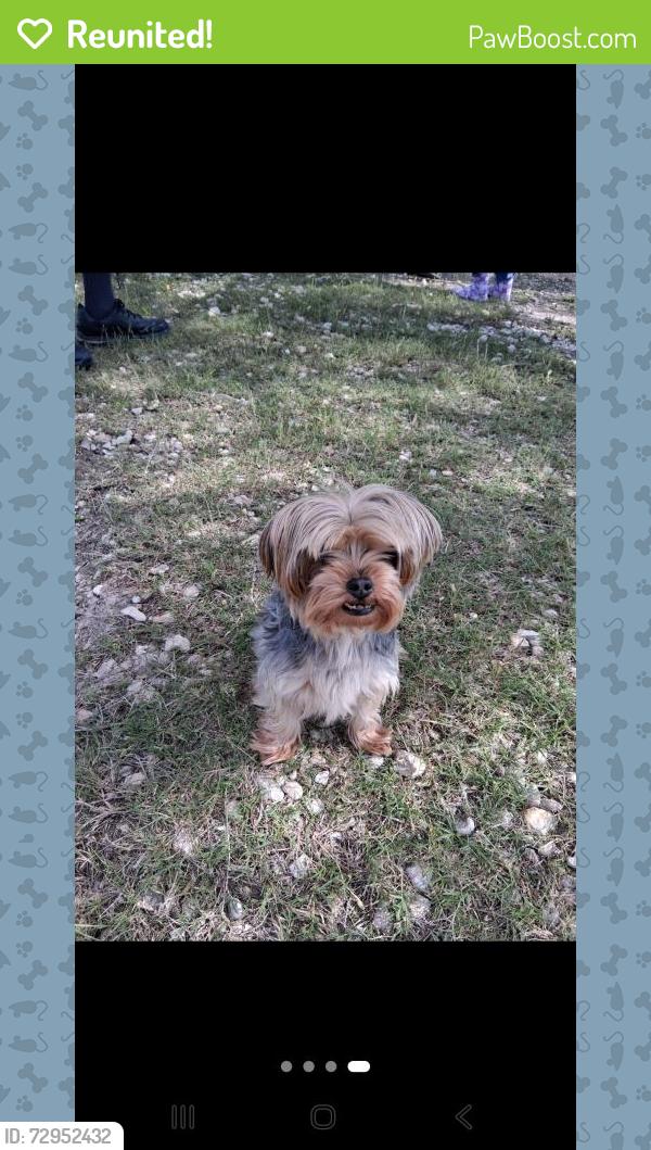 Reunited Female Dog last seen Estelle road and Redondo Dr , Killeen, TX 76541