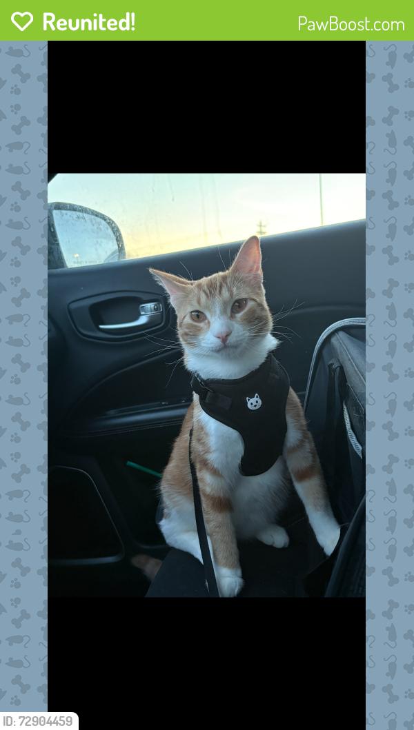 Reunited Male Cat last seen Near the NE tommys car wash or the Roga gymnastics place., Rochester, MN 55906