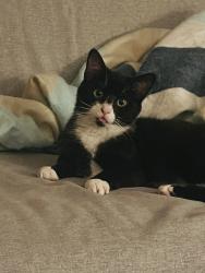 Lost Male Cat last seen W Susan St by the library, or W Clark St by Rick’s Pizza, Rensselaer, IN 47978