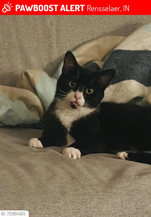 Lost Male Cat last seen W Susan St by the library, or W Clark St by Rick’s Pizza, Rensselaer, IN 47978