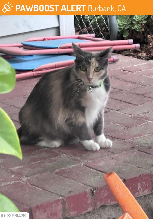 Found/Stray Unknown Cat last seen Maple & Chandler, Burbank, CA 91505