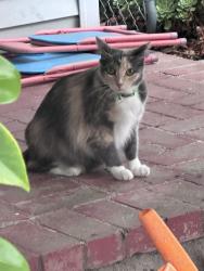 Found/Stray Unknown Cat last seen Maple & Chandler, Burbank, CA 91505