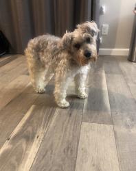 Lost Female Dog last seen Neighborhood is on top of a hill and there’s a gas station near my neighborhood , Oxford, AL 36260