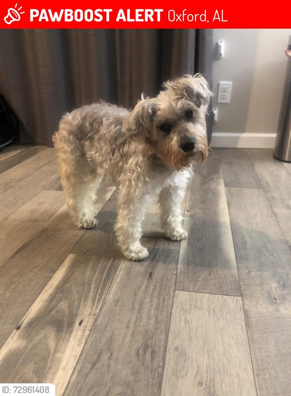 Lost Female Dog last seen Neighborhood is on top of a hill and there’s a gas station near my neighborhood , Oxford, AL 36260