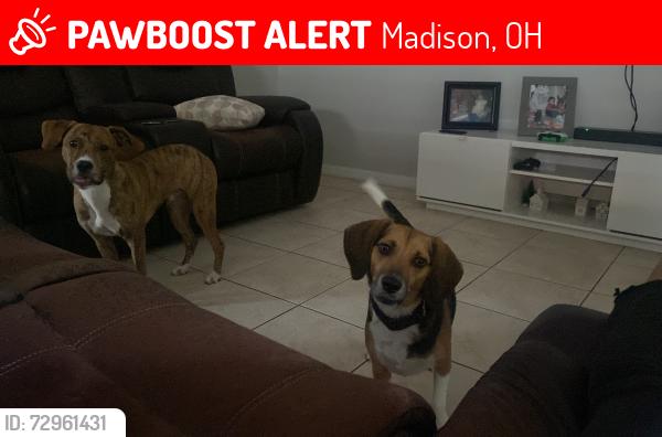Lost Male Dog last seen Near Great Falls Way, Madison, OH 44057