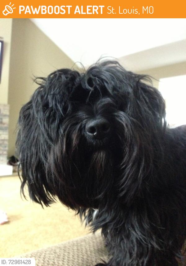 Found/Stray Unknown Dog last seen CW’s Lounge, St. Louis, MO 63121