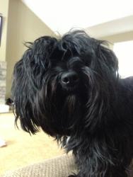 Found/Stray Unknown Dog last seen CW’s Lounge, St. Louis, MO 63121
