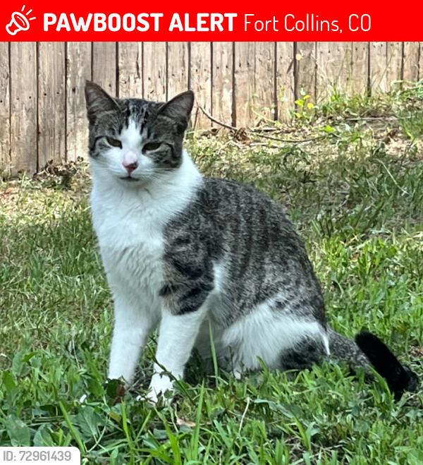 Lost Female Cat last seen Rossborough Park, Fort Collins, CO 80526