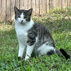 Lost Female Cat last seen Rossborough Park, Fort Collins, CO 80526