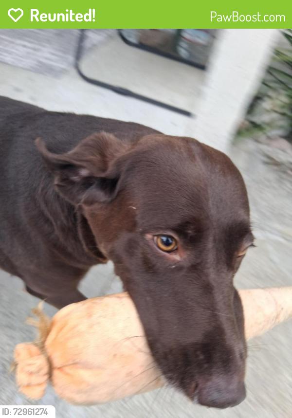 Reunited Female Dog last seen East St, Oceanside, CA 92054