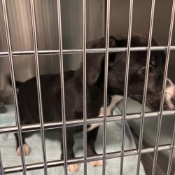 Shelter Stray Female Dog last seen , Greensboro, NC 27409