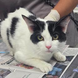 Shelter Stray Male Cat last seen , Jacksonville, FL 32216