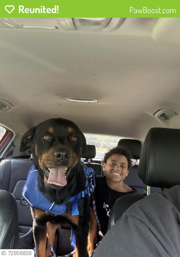 Reunited Male Dog last seen Arrow lane, biway, Roberts cut off , Fort Worth, TX 76114