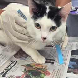 Shelter Stray Male Cat last seen , Jacksonville, FL 32216