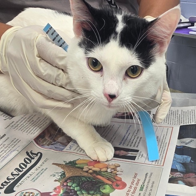 Shelter Stray Male Cat last seen , Jacksonville, FL 32216