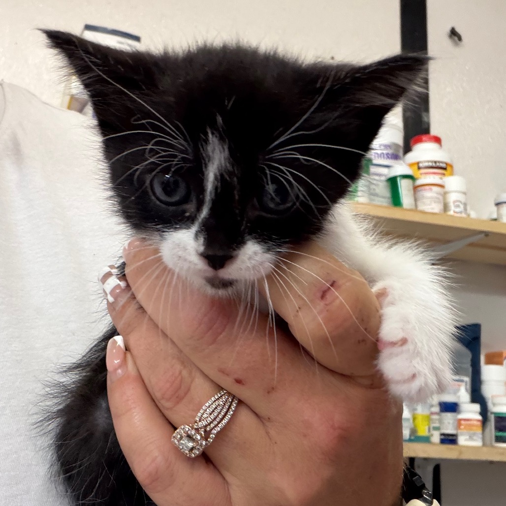 Shelter Stray Female Cat last seen , Lake Jackson, TX 77566