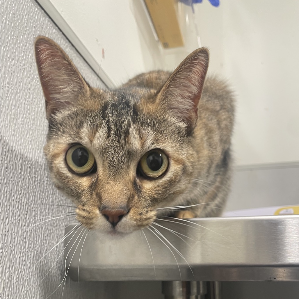 Shelter Stray Female Cat last seen , Tampa, FL 33607