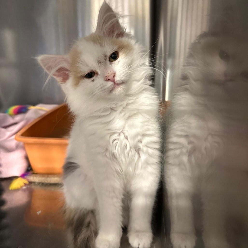 Shelter Stray Female Cat last seen , Tipton, IN 46072
