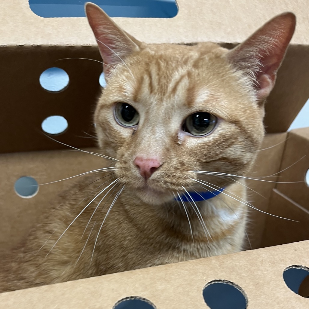 Shelter Stray Male Cat last seen , Tampa, FL 33607