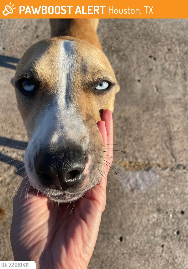 Found/Stray Unknown Dog last seen Woodchase Dr, Houston, TX 77042