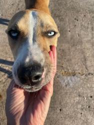 Found/Stray Unknown Dog last seen Woodchase Dr, Houston, TX 77042