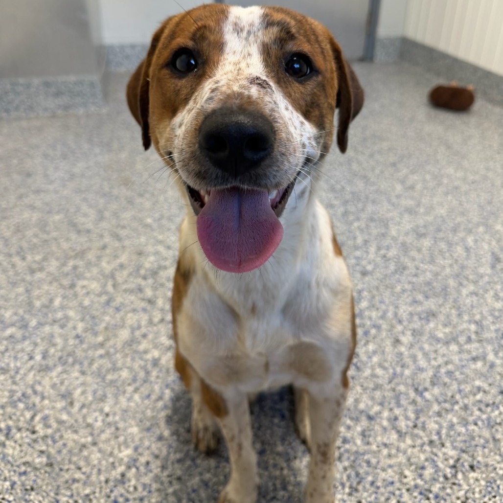 Shelter Stray Male Dog last seen , Greenville, SC 29609