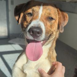 Shelter Stray Male Dog last seen , Greenville, SC 29609