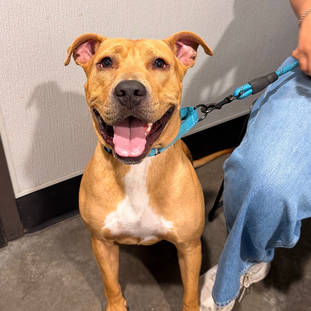 Shelter Stray Male Dog last seen , Tampa, FL 33607