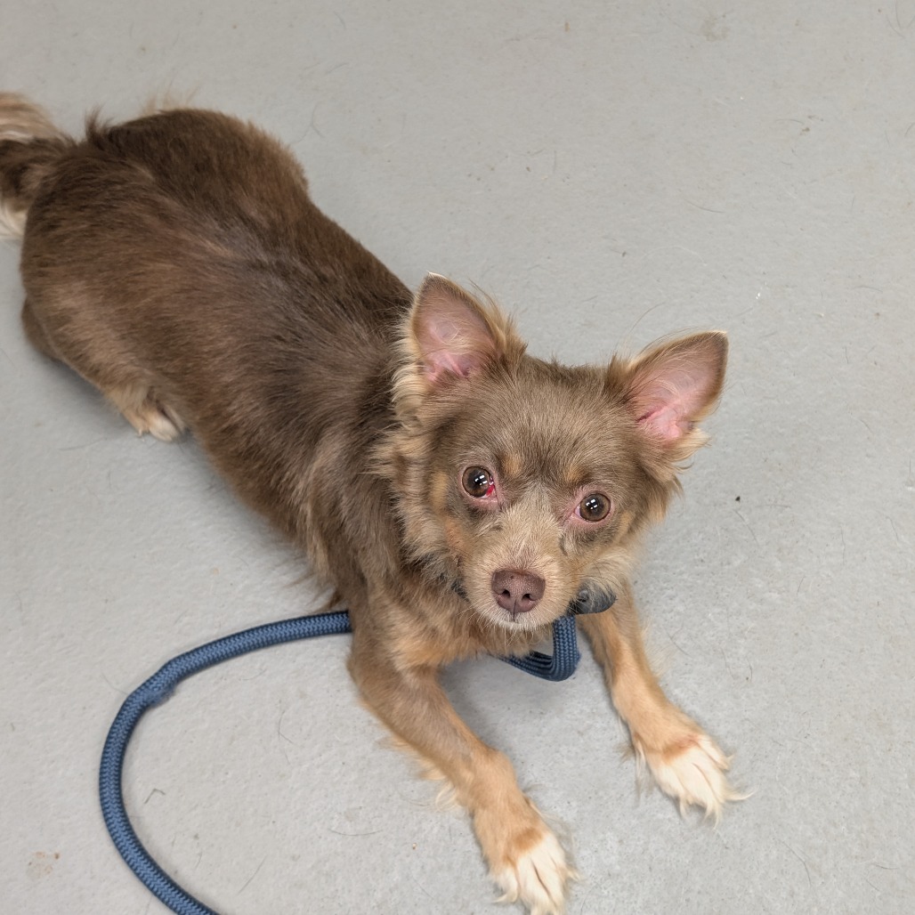 Shelter Stray Female Dog last seen , Columbus, GA 31907