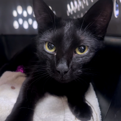 Shelter Stray Male Cat last seen , Red Bank, TN 37415