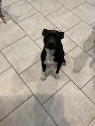 Found/Stray Female Dog last seen Omalleys bar, San Antonio, TX 78201
