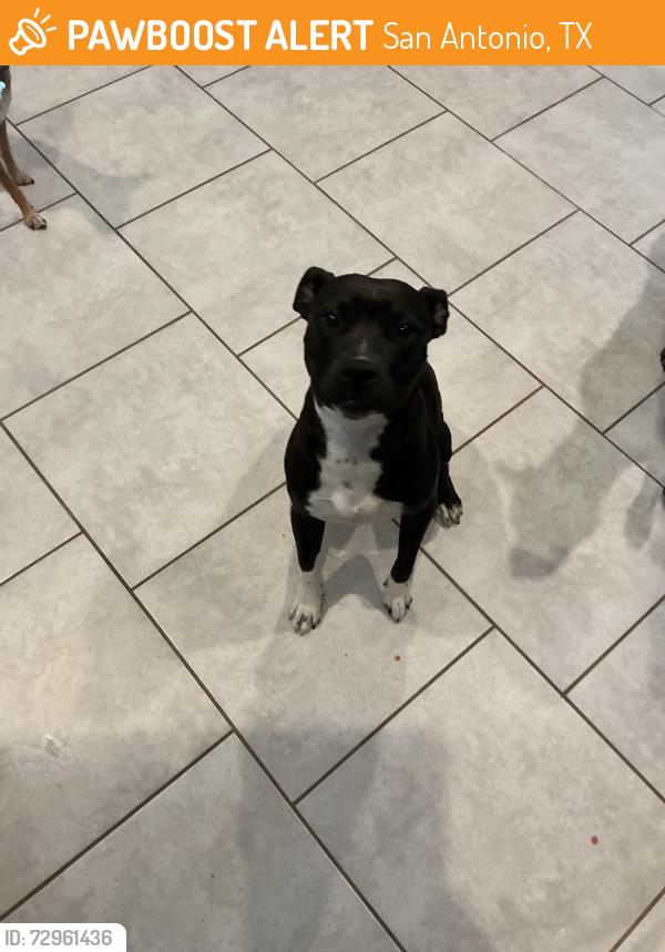 Found/Stray Female Dog last seen Omalleys bar, San Antonio, TX 78201