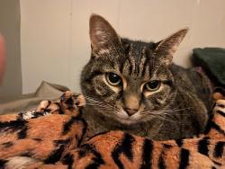 Lost Female Cat last seen Primanti parking lot, Pittsburgh, PA 15205