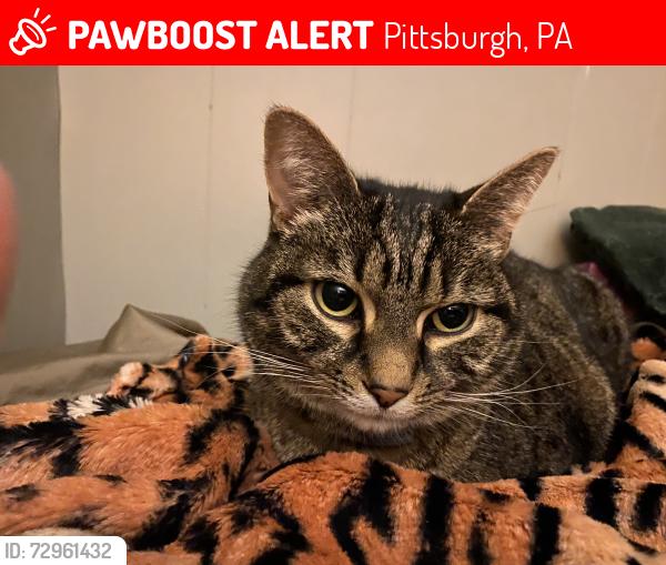 Lost Female Cat last seen Primanti parking lot, Pittsburgh, PA 15205