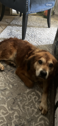 Lost Male Dog last seen Slauson and Western , Los Angeles, CA 90043