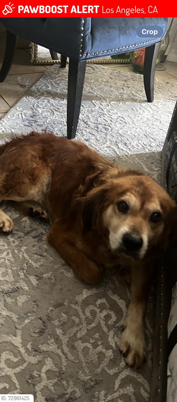 Lost Male Dog last seen Slauson and Western , Los Angeles, CA 90043