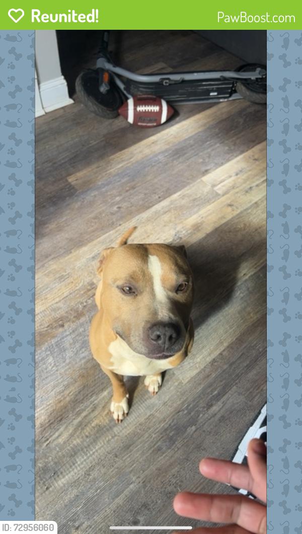 Reunited Male Dog last seen Downtown Madison, Madison, AL 35758