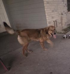 Reunited Male Dog last seen HEB Pecan & Ware, McAllen, TX 78501