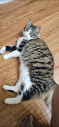 Reunited Female Cat last seen Wintergreen & Clark, Cedar Hill, TX 75104