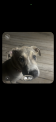 Lost Male Dog last seen Powder Horndr, Gaston, SC 29053