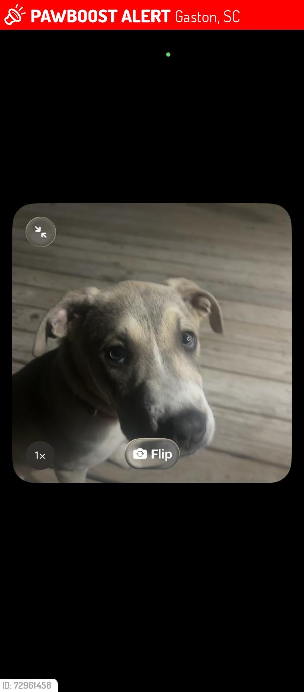 Lost Male Dog last seen Powder Horndr, Gaston, SC 29053