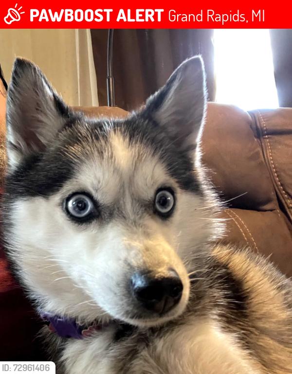 Lost Female Dog last seen Towner ave sw/ Cutler ave sw, Grand Rapids, MI 49507