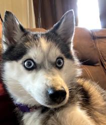 Lost Female Dog last seen Towner ave sw/ Cutler ave sw, Grand Rapids, MI 49507